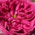 Ružová - Starých ruži - Aurelia Liffa